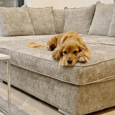 Velvet sofa and dogs deals