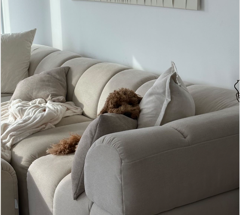 Pets and Sofas: Tips for Maintaining a Pet-Friendly Living Room...from a dog owner.