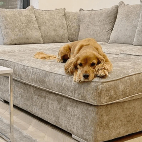 Our guide to pet-friendly sofas